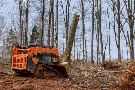 clearing trees with a skid steer|removing trees with skid steer.